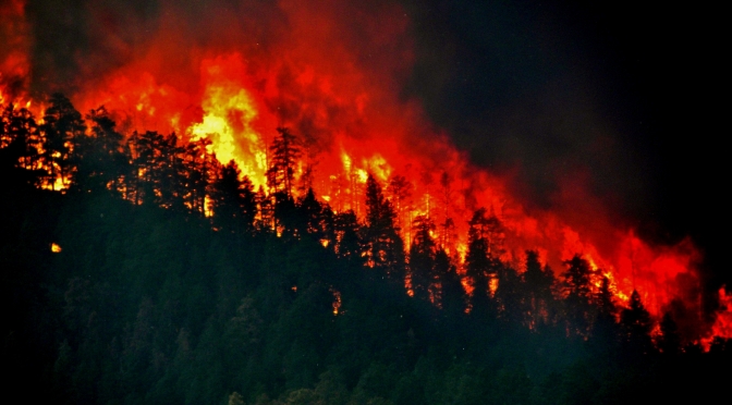 Cuando los bosques arden