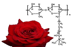 cationic rose